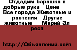 Отдадим барашка в добрые руки › Цена ­ 1 - Все города Животные и растения » Другие животные   . Марий Эл респ.